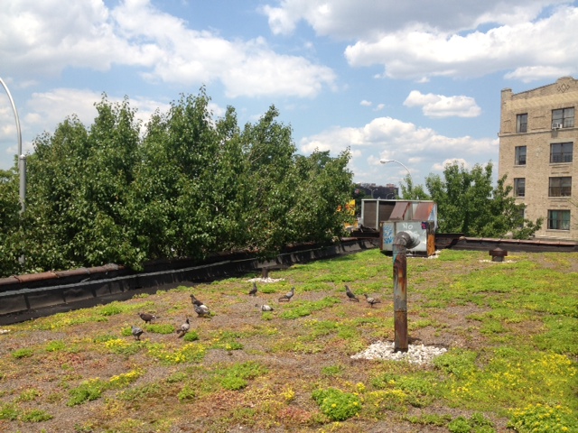New green roof cools and cleans