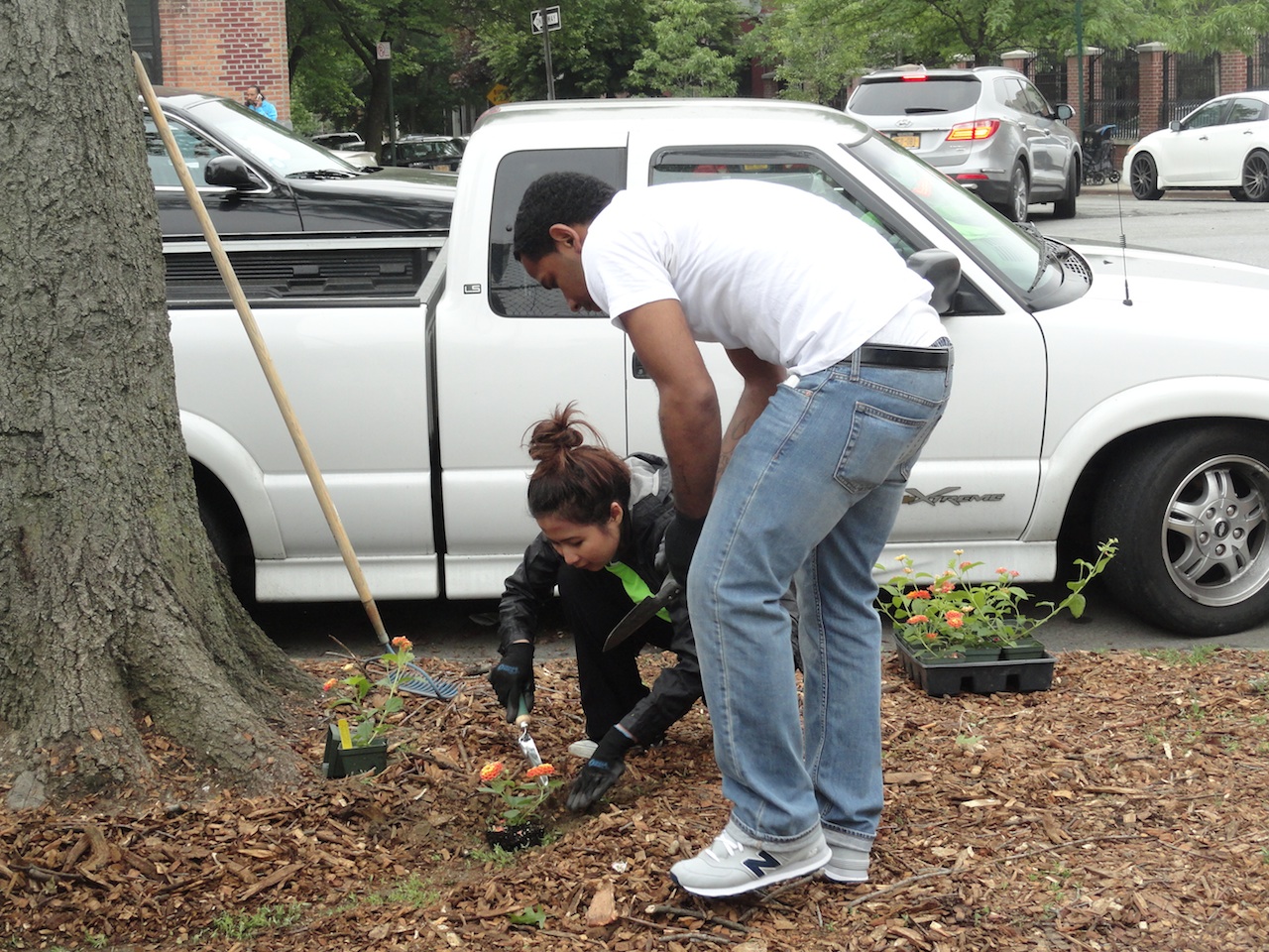Tree census kicks off in Hunts Point