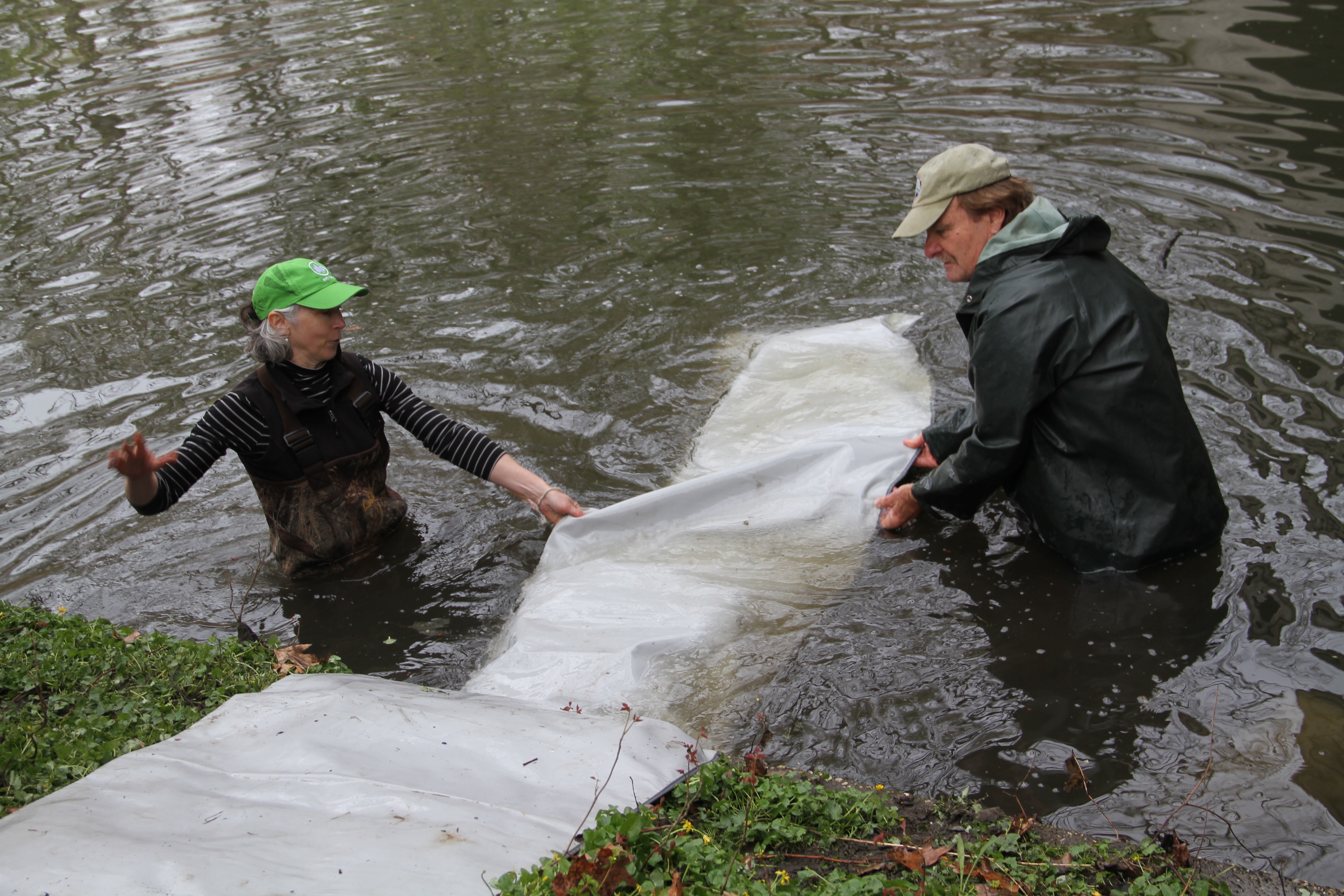 Out-of-town fish land in Bronx River